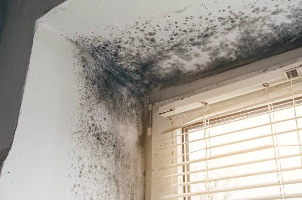 Affordable Basement Mold Removal solutions in Fremont, NC