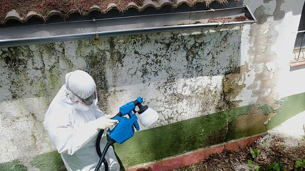 Top rated local Basement Mold Removal specialists in Fremont, NC